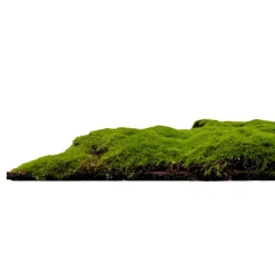 Jangal Modular Wall mospanel 52 x 52 cm - Forrest Green Bulk