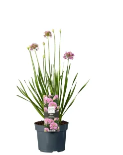 Prydløg Allium 17 cm
