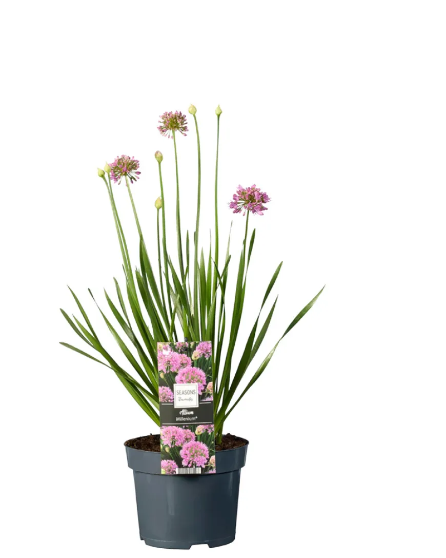 Prydløg Allium 17 cm